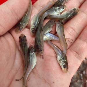 斑点叉尾鮰鱼苗【湖北正种】