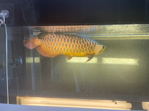 九鼎鱼缸1.5米,孟吉尔小孟,金龙,养2年,打包处理,不发货