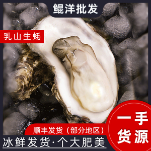 鲜活山东乳山生蚝饱满酒店供货大牡蛎海鲜水产新鲜海鲜贝壳海蛎子