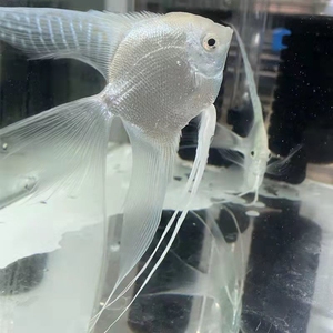 雪燕长鳍雪兰红眼雪兰神仙燕鱼热带观赏鱼