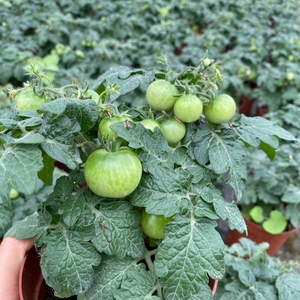 千禧圣女果小番茄苗盆栽带花西红柿苗水果花苗可食用阳台植物包邮