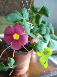 大花芙蓉酢浆草