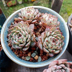 蓝姬莲粉姬莲老桩整桩