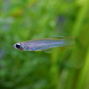 蓝眼灯鱼蓝眼睛女王热带观赏鱼