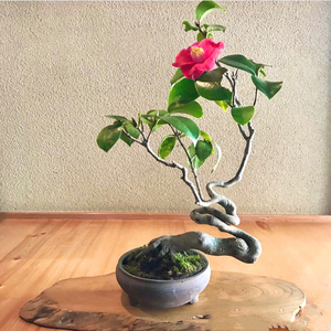 日本茶梅椿出云大社小品盆景      茶梅花期11月至翌年3