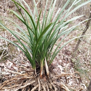 野深山浓香型惠兰,春兰,九头兰花苗连体带花苞,四季常青绿植盆