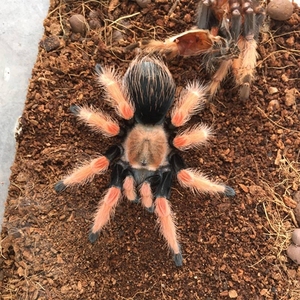 收aph墨西哥血脚蜘蛛小母,有没有出的老板,价格便宜点,市场