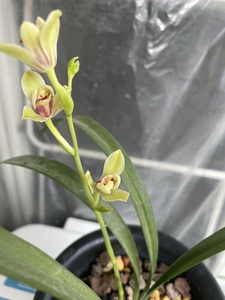 建兰,夏皇梅,两前垄,现花正开,现花正开,现花正开