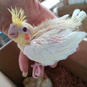 手养玄凤鹦鹉,黄化珍珠原始灰雏鸟 ,包邮包活,爱唱歌可学说话