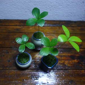 室内盆栽植物四叶草