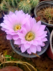 仙人球 实生凤冠开花球 直径10公分左右