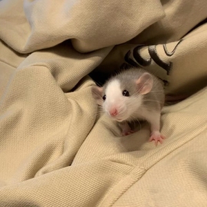 飞象耳花枝鼠活体宠物幼鼠哈士奇正脸花脸暹罗卷毛白鼻子俄蓝花枝