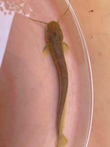 黄鲶鱼 观赏鱼 冷水鱼 原生鱼 底层鱼