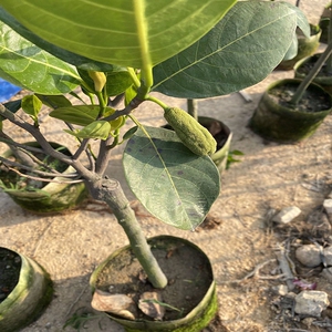 菠萝蜜苗树苗 广西果苗嫁接苗木菠萝苗12号黄肉红肉四季菠萝蜜