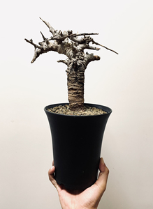 块根植物:boswellia neglecta·尼勒达乳香