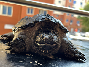 中美拟鳄龟佛鳄杂交个体 坦克背超厚实背甲 五根大胡子 头版夸