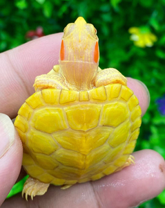 出两只自己玩的变异黄化巴西龟,以前好几千一只,现在两只才好几