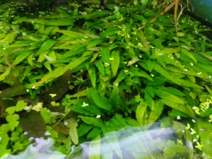 绿温蒂椒草水草自养繁殖