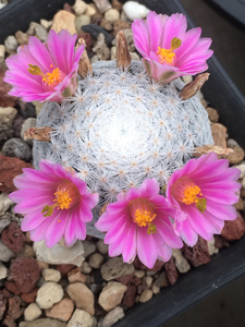 仙人球种子 乳突属 白鸟