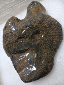 000人付款淘宝辉木化石,贵州桫椤玉,带树心干拍,尺寸20x18x7私信看视