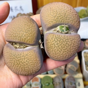 超大生石花母本 富贵大双头 单头在5.5-6.5里面之间 有