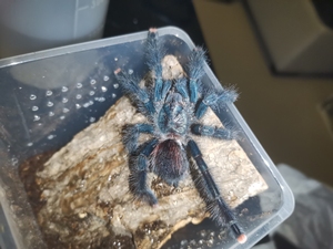 巴西蓝绿粉趾 8左右一对