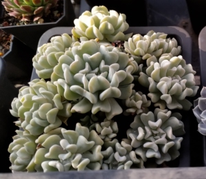 特玉莲 老桩群生 多肉植物一物一拍