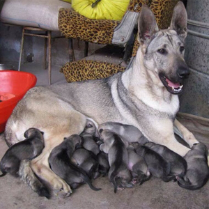 昆明犬狼青幼犬图片