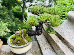 亏本出售日本原生金针大阪松,爆皮,沧桑感十足