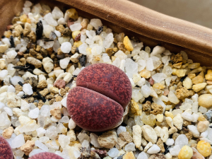 生石花 原版酒红紫薰 酒红紫勋