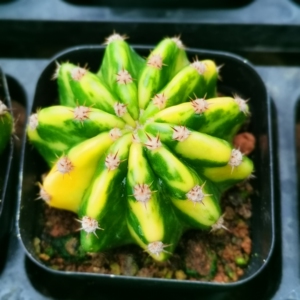 【大豪丸】大豪丸品牌,价格 - 阿里巴巴