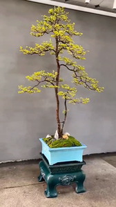 双杆山格木盆景 高低双杆相依相偎 千年松万年格 独领风骚山格