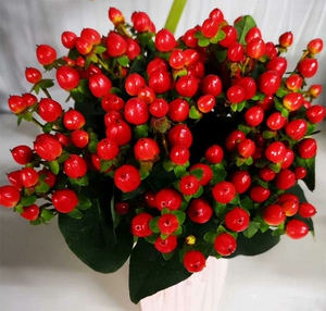 ﹝限时促销﹞相思豆水培植物鲜花火龙珠盆栽水养室内客厅桌面绿植