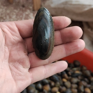 原生缸净水小河蚌,杜氏珠蚌,野采小河蚌,鳑鲏繁殖河蚌,自提交