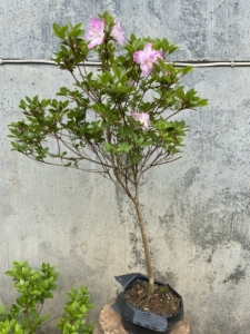 日本 不夜城 杜鹃,花色很仙!