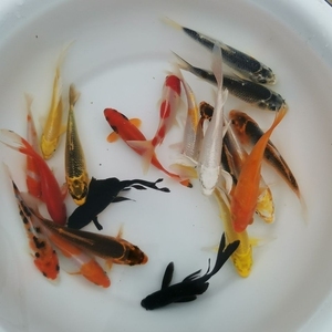 8厘米25元9条锦鲤淡水冷水观赏小鱼金鱼活物本地鱼苗批发活