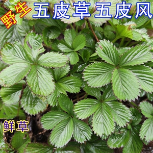 中药材野生五皮风五爪龙蛇含草五叶梅蛇含委陵菜五匹风  500