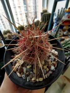 仙人球# 五彩大统领2