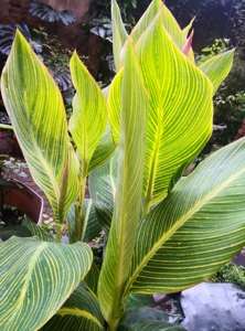 【彩叶美人蕉】彩叶美人蕉品牌,价格 - 阿里巴巴