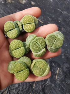 生石花#10颗包邮 绿福来c56a 三年苗 大棚批发零售