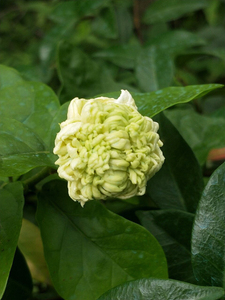 铭禧圆叶虎头茉莉独杆 虎头茉莉 狮子茉莉 圆虎茉莉花
