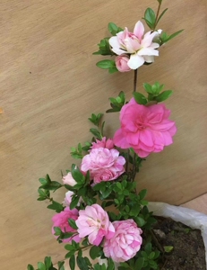 皋月杜鹃(鹃之舞)