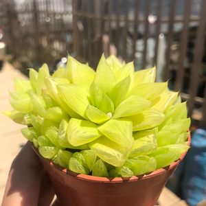 黄金宝草玉露 十二卷系列 多肉植物