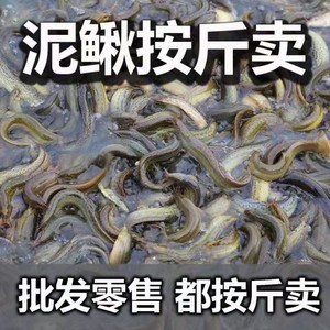 活钓鱼泥鳅苗按斤销售新鲜销售泥鳅苗一斤批发养殖食用量大专拍1