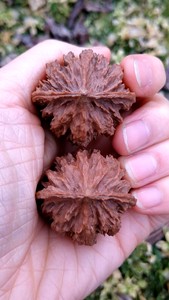 秦岭野生灯笼核桃