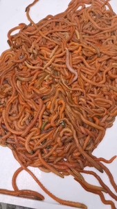 活沙蚕,红青虫,钓鱼活饵,鱼饵,广东汕尾发货_阿里巴巴找货神器