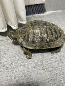 10年巴西红耳龟,大小如图,仅自提.