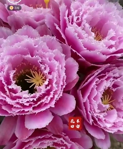 金芸儿