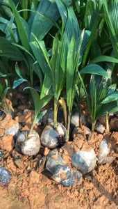 海南椰子苗 带椰子壳发货  种植成活率高 可做风景树 包邮价