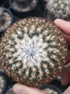 伊莎贝拉仙人球 娇丽属经典品种